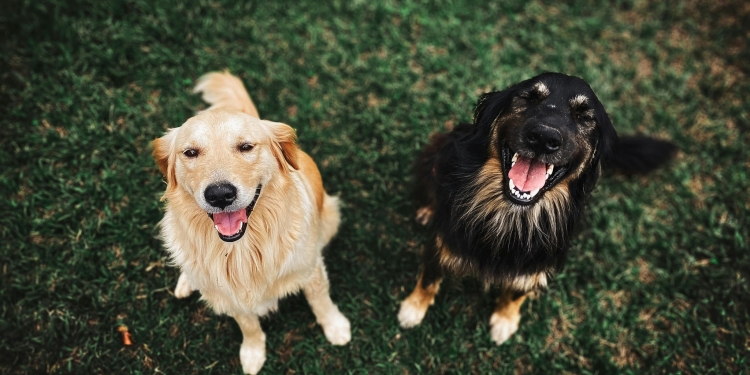 Târg de adopții canine în centrul Timișoarei, în weekend