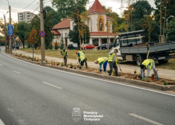 Bulevardul Liviu Rebreanu înverzește. Se amenajează zonele verzi cu mii de plante