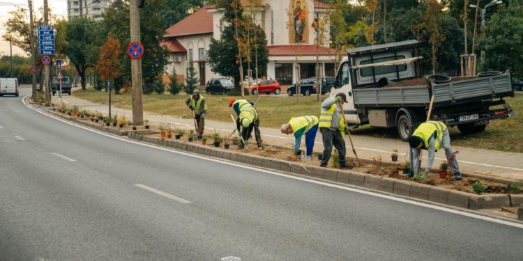 Bulevardul Liviu Rebreanu înverzește. Se amenajează zonele verzi cu mii de plante