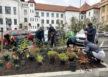 Lucrări de întreținere și plantări în parcurile din Timișoara: Botanic, Regina Maria, Alpinet