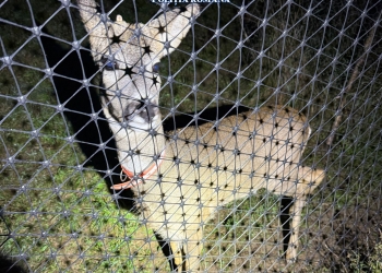 Animale sălbatice, ținute în captivitate! Polițiștii din Făget, percheziții la braconieri FOTO