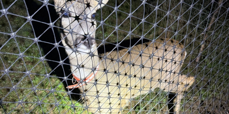 Animale sălbatice, ținute în captivitate! Polițiștii din Făget, percheziții la braconieri FOTO