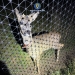 Animale sălbatice, ținute în captivitate! Polițiștii din Făget, percheziții la braconieri FOTO