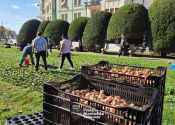 Piața Victoriei din Timișoara se pregătește de primăvară