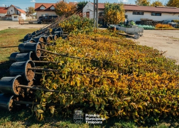 Cartierele și bulevardele Timișoarei vor fi cu 2500 de arbori mai verzi – Primăria a dat startul la campania de plantări