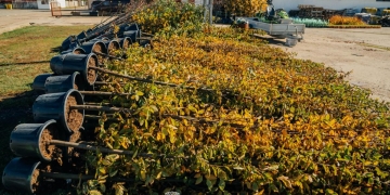 Cartierele și bulevardele Timișoarei vor fi cu 2500 de arbori mai verzi – Primăria a dat startul la campania de plantări