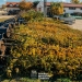 Cartierele și bulevardele Timișoarei vor fi cu 2500 de arbori mai verzi – Primăria a dat startul la campania de plantări