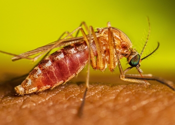 Bărbat din Lugoj, în stare critică din cauza infecției cu virusul West Nile