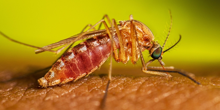 Bărbat din Lugoj, în stare critică din cauza infecției cu virusul West Nile