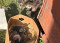 Abandonul animalelor nu este doar crud ci se și amendează! 12 mii de lei a încasat un bărbat din vestul țării