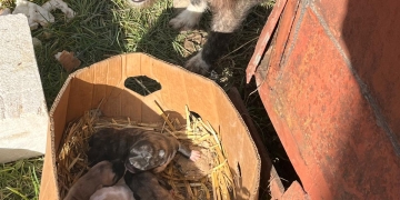 Abandonul animalelor nu este doar crud ci se și amendează! 12 mii de lei a încasat un bărbat din vestul țării