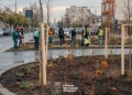 Primăria Timișoara continuă înverzirea bulevardelor! Sunt sădiți 2.500 de copaci FOTO
