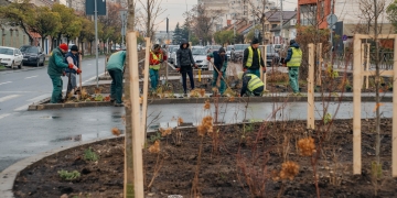 Primăria Timișoara continuă înverzirea bulevardelor! Sunt sădiți 2.500 de copaci FOTO