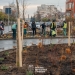 Primăria Timișoara continuă înverzirea bulevardelor! Sunt sădiți 2.500 de copaci FOTO