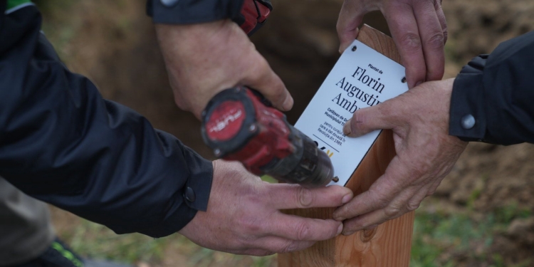 Noi arbori plantați pe Aleea Libertății din Timișoara! Vor purta numele unor revoluționari FOTO
