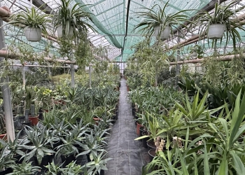 Plante crescute în Timișoara pentru amenajarea spațiilor interioare