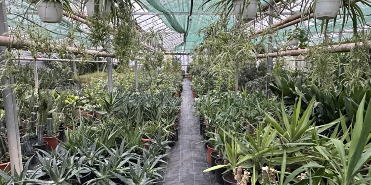 Plante crescute în Timișoara pentru amenajarea spațiilor interioare