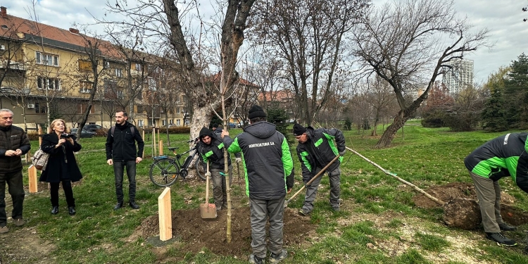11 arbori plantați la Timișoara, în memoria eroilor Revoluției din Decembrie 1989
