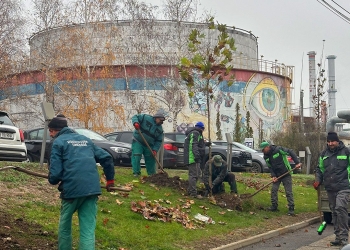 Plantări și regenerare urbană în Timișoara: lucrările merg mai departe