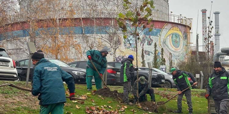 Plantări și regenerare urbană în Timișoara: lucrările merg mai departe