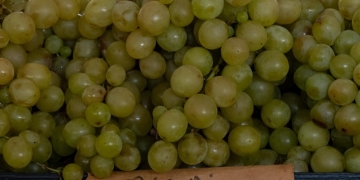 Toamna aduce belșug de produse locale în piețele din Timișoara FOTO