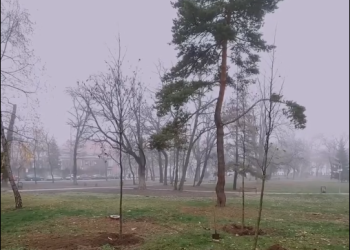 Primăria Timișoara plantează 2.500 de copaci în toate zonele orașului