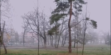 Primăria Timișoara plantează 2.500 de copaci în toate zonele orașului