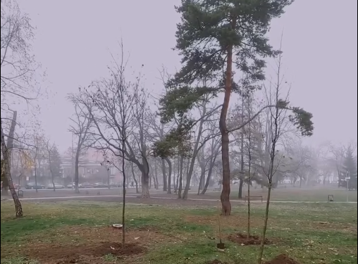 Primăria Timișoara plantează 2.500 de copaci în toate zonele orașului