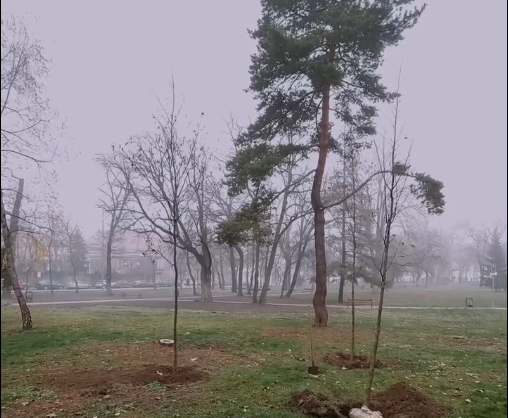 Primăria Timișoara plantează 2.500 de copaci în toate zonele orașului