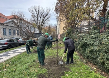 Plantări de arbori pe mai multe artere din zona centrală a Timișoarei