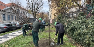 Plantări de arbori pe mai multe artere din zona centrală a Timișoarei