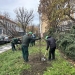 Plantări de arbori pe mai multe artere din zona centrală a Timișoarei