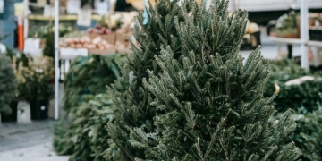 Timișoara: începe colectarea brazilor naturali