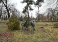 Timișoara își îmbogățește patrimoniul verde: stejari columnari plantați în Parcul Regina Maria