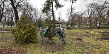 Timișoara își îmbogățește patrimoniul verde: stejari columnari plantați în Parcul Regina Maria