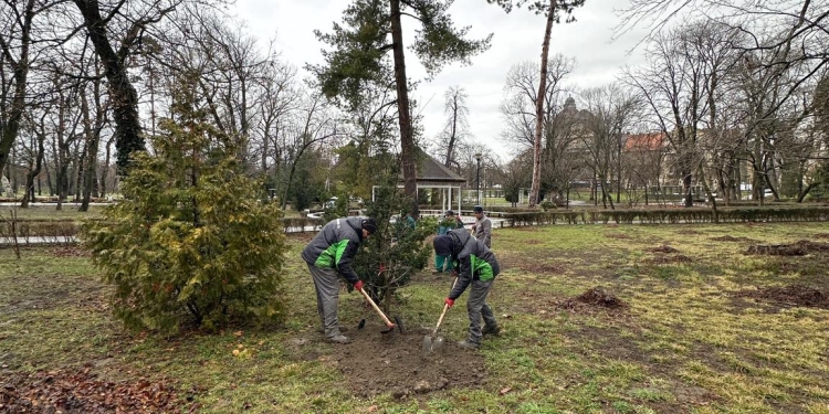 Timișoara își îmbogățește patrimoniul verde: stejari columnari plantați în Parcul Regina Maria