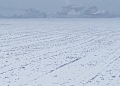 Stratul gros de zăpadă, mană cerească pentru agricultura din Timiș