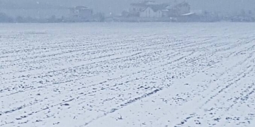 Stratul gros de zăpadă, mană cerească pentru agricultura din Timiș