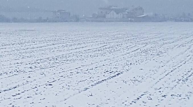 Stratul gros de zăpadă, mană cerească pentru agricultura din Timiș