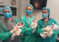 Primii tripleți născuți în noua clădire în care a fost mutată Maternitatea Odobescu FOTO