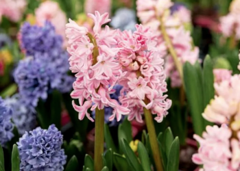 Flori pe străzile Timișoarei, de 8 martie! Primăria începe înscrierea comercianților