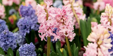 Flori pe străzile Timișoarei, de 8 martie! Primăria începe înscrierea comercianților