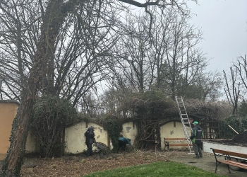 Amenajare peisagistică specială la Casa Căsătoriilor din Timișoara