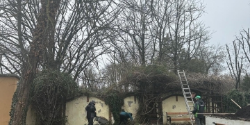 Amenajare peisagistică specială la Casa Căsătoriilor din Timișoara