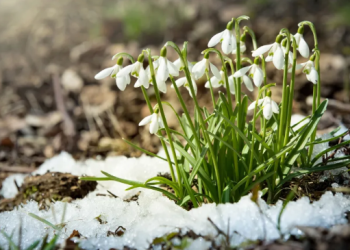 Ploi și ninsori în următoarele două săptămâni, în Banat
