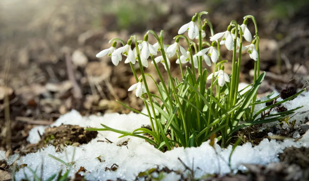 Ploi și ninsori în următoarele două săptămâni, în Banat