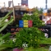 Alimente bio în piețele din Timișoara, pentru un stil de viață echilibrat FOTO