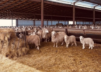 Recomandare de weekend Visit Timiș: drumeții și prânz la stână, la Nițchidorf