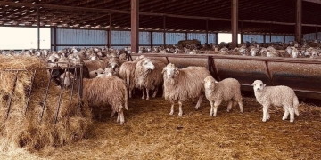 Recomandare de weekend Visit Timiș: drumeții și prânz la stână, la Nițchidorf