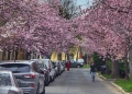 Timișoara înflorită, magnet pentru turiști